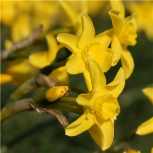 Narcissus (Daffodil) Dwarf 'Sabrosa' Loose Bulbs